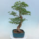 Acer palmatum - klon palmowy - 4/5
