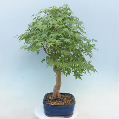 Acer palmatum - klon palmowy - 4