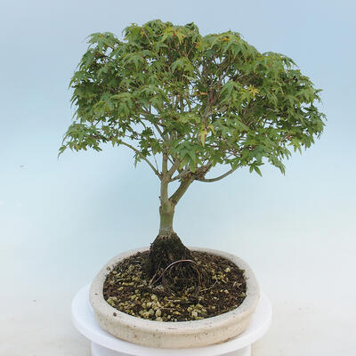 Acer palmatum KIOHIME - klon palmowy - 4