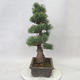 Outdoor bonsai - Pinus parviflora - Sosna drobnokwiatowa - 4/4