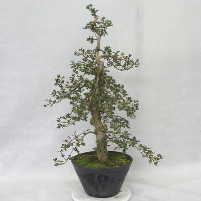 Outdoor bonsai - Hawthorn różowe kwiaty - Crataegus laevigata paul´s Scarlet - 4