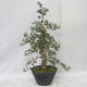 Outdoor bonsai - Hawthorn różowe kwiaty - Crataegus laevigata paul´s Scarlet - 4/7