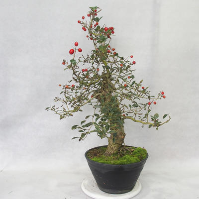 Outdoor bonsai - głogowe białe kwiaty - Crataegus laevigata - 4