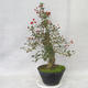 Outdoor bonsai - głogowe białe kwiaty - Crataegus laevigata - 4/6