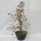 Outdoor bonsai - głogowe białe kwiaty - Crataegus laevigata - 4/6