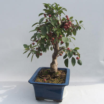 Outdoor bonsai - Malus halliana - Jabłoń drobnoowocowa - 4