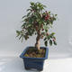 Outdoor bonsai - Malus halliana - Jabłoń drobnoowocowa - 4/6
