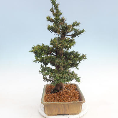 Outdoor bonsai - Taxus bacata - Cis czerwony - 4