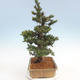 Outdoor bonsai - Taxus bacata - Cis czerwony - 4/5