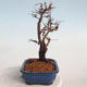 Outdoor bonsai-Cinquefoil - Potentila fruticosa żółty - 4/5