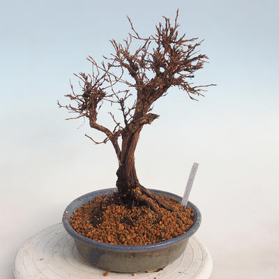 Outdoor bonsai-Cinquefoil - Potentila fruticosa żółty - 4