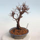 Outdoor bonsai-Cinquefoil - Potentila fruticosa żółty - 4/6