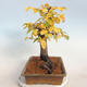 Outdoor bonsai -Carpinus betulus - Grab - 4/5