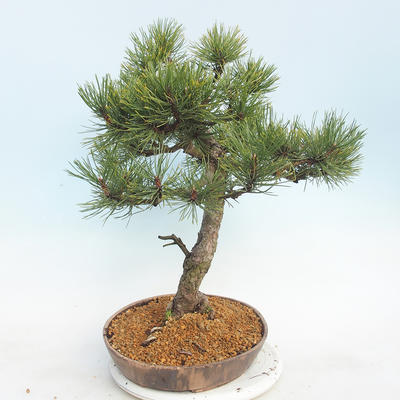Outdoor bonsai - Pinus Mugo - Klęcząca Sosna - 4