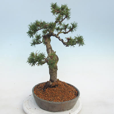Outdoor bonsai - Pinus Mugo - Klęcząca Sosna - 4