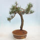 Outdoor bonsai - Pinus sylvestris - Sosna zwyczajna - 4/5