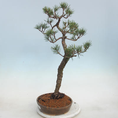 Outdoor bonsai - Pinus sylvestris - Sosna zwyczajna - 4