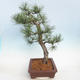 Outdoor bonsai - Pinus Nigra - Czarna sosna - 4/5