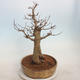 Acer campestre - Baby Maple - 4/5