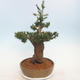 Outdoor bonsai - Taxus bacata - Cis czerwony - 4/5