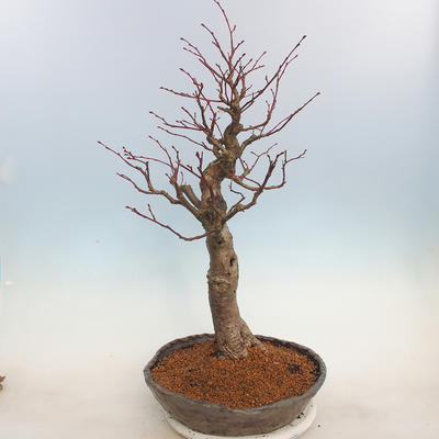 Outdoor bonsai - Lipa drobnolistna - Tilia cordata - 4