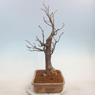 Outdoor bonsai - Lipa drobnolistna - Tilia cordata - 4