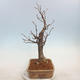Outdoor bonsai - Lipa drobnolistna - Tilia cordata - 4/5
