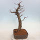 Outdoor bonsai - Lipa drobnolistna - Tilia cordata - 4/5
