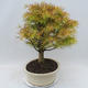 Outdoor bonsai - Pseudolarix amabilis - Pamodřín - 4/5