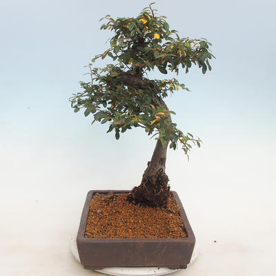Outdoor bonsai-Cotoneaster - Rock Garden - 4