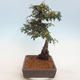 Outdoor bonsai-Cotoneaster - Rock Garden - 4/5