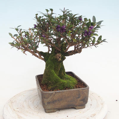 Outdoor bonsai-Lonicera nitida -Zimolez - 4