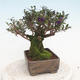 Outdoor bonsai-Lonicera nitida -Zimolez - 4/6