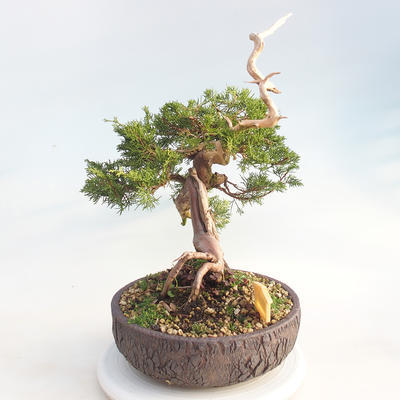 Outdoor bonsai - Juniperus chinensis Itoigawa - chiński jałowiec - 4