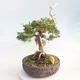 Outdoor bonsai - Juniperus chinensis Itoigawa - chiński jałowiec - 4/6