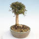 Outdoor bonsai-Lonicera nitida -Zimolez - 4/5