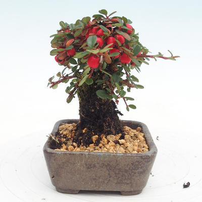 Outdoor bonsai-Cotoneaster - Rock Garden - 4