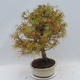 Outdoor bonsai - Pseudolarix amabilis - Pamodřín - 4/6