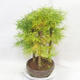 Outdoor bonsai - Pseudolarix amabilis - Pamodřín - gaj z 5 drzewami - 4/5