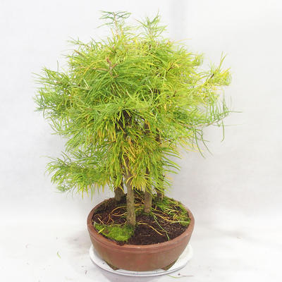 Outdoor bonsai - Pseudolarix amabilis - Pamodřín - gaj z 5 drzewami - 4