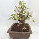 Outdoor bonsai -Mahalebka - Prunus mahaleb - 4/5