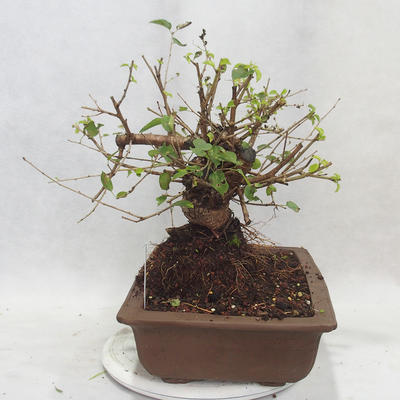 Outdoor bonsai -Mahalebka - Prunus mahaleb - 4