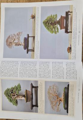 Bonsai i ogrody japońskie nr 72 - 4