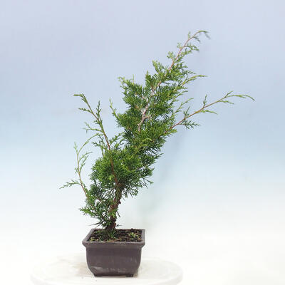 Outdoor bonsai - Juniperus chinensis Itoigawa-jałowiec chiński - 4