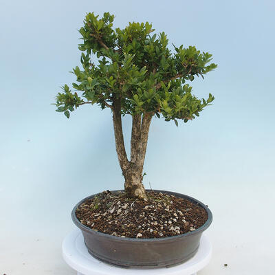 Bonsai ogrodowe - Buxus microphylla - bukszpan - 4