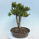 Bonsai ogrodowe - Buxus microphylla - bukszpan - 4/5