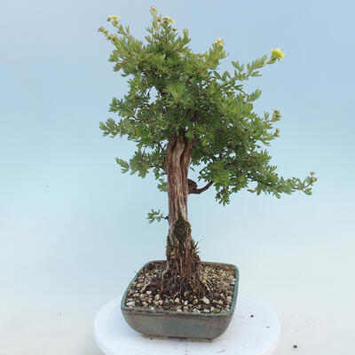 Outdoor bonsai-Pięciolistnik - Potentila fruticosa żółty - 4