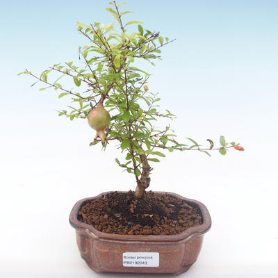 Kryty bonsai-PUNICA granatum nana-Pomegranate PB2192049 - 4