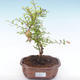 Kryty bonsai-PUNICA granatum nana-Pomegranate PB2192049 - 4/4