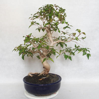 Indoor Bonsai - Australian Cherry - Eugenia uniflora - 4